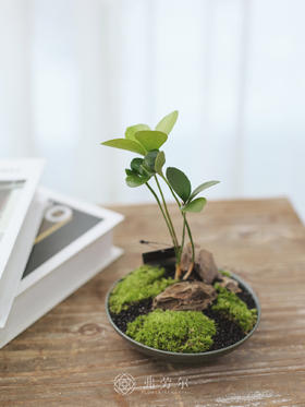 苔藓球墨西哥铁树