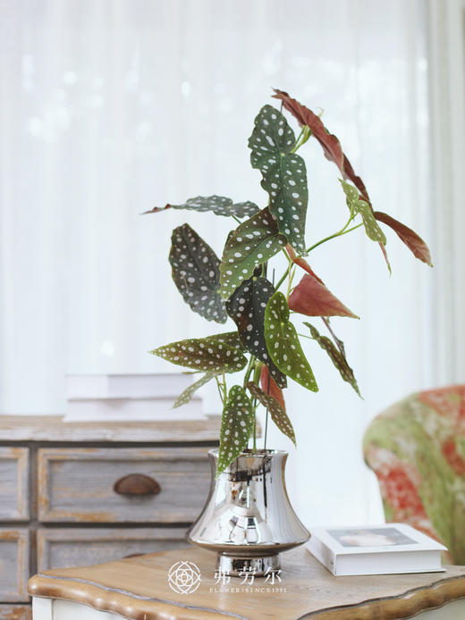 JT电镀银盆鳟鱼秋海棠 商品图0