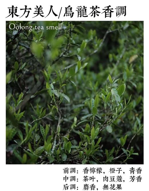 香薰蜡烛○汀堂 商品图4