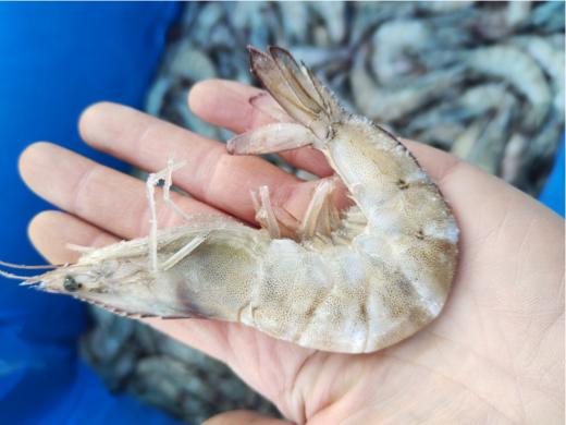 散王牌青虾4斤 商品图0