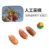 椰枣 软糯 香甜 蔬果昔代替甜味零食 250克/盒【京东快递送货上门】 商品缩略图7