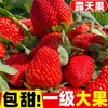 【顺丰包邮】攀枝花露天奶油草莓 红颜奶油新鲜大草莓 当季水果 商品缩略图0