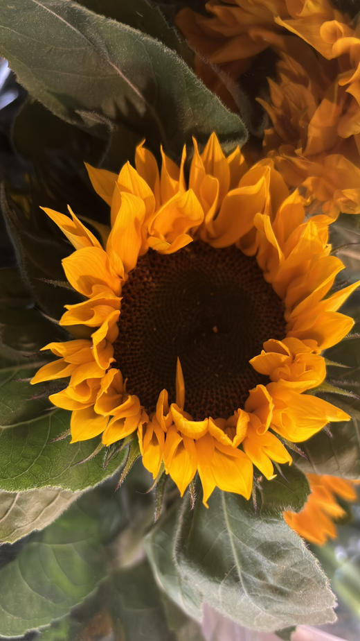 【基地直供】中型--向日葵  5枝/扎 商品图7