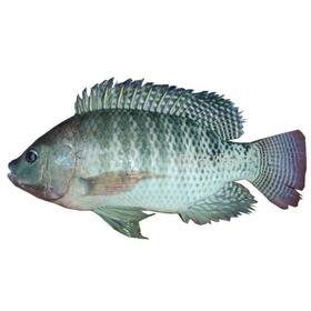 鲜活罗非鱼700g-850g/条