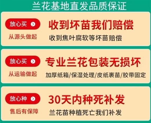 「春节期间开花」寓意招财纳福！龙年必入盆栽兰花｜“兰花之乡”翁源出品 精品国兰年宵花（带盆发货） 新年好兆头 兰花墨兰国兰寒兰 商品图14