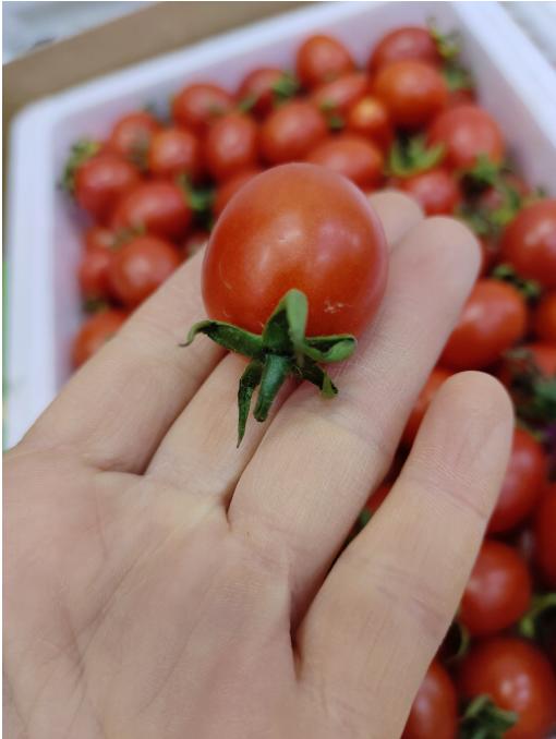 圣女果柿子2斤 商品图0