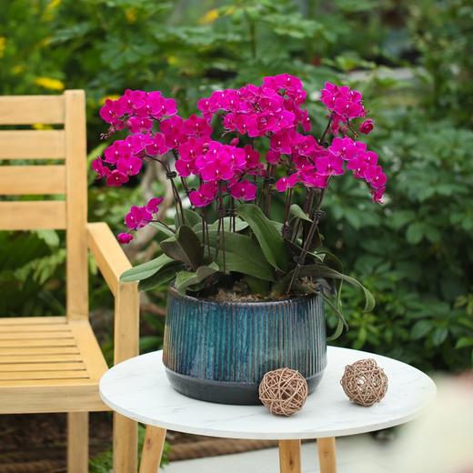 传化多株蝴蝶兰盆栽，3-10株组，适合送礼 （同城配送，盆器随机） 商品图9