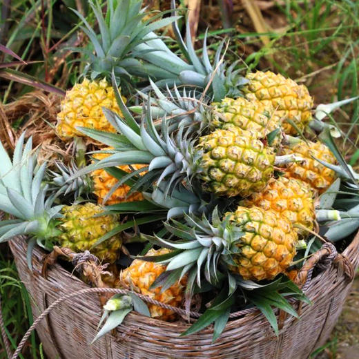 深圳手信 南天阁南澳菠萝酥礼盒 商品图3