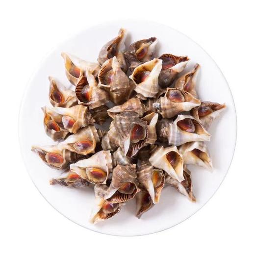 海螺约500g/份 商品图0