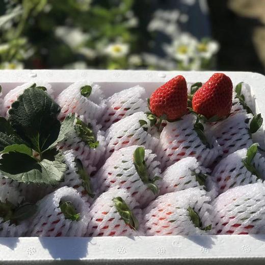 【顺丰包邮】攀枝花露天奶油草莓 红颜奶油新鲜大草莓 当季水果 商品图4