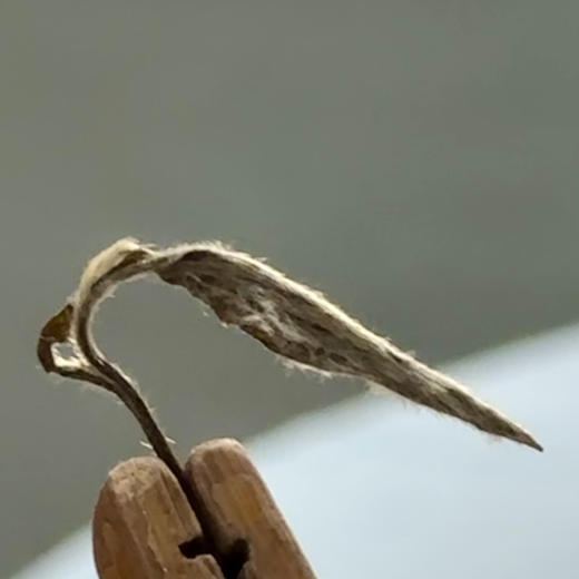 中秋节｜福鼎白茶【龙行龘龘】甲辰龙年生肖白茶饼吉祥方盒茶礼，心选2020年春采高山白牡丹为原料由白茶泰斗王奕森长子王光雄老师匠心制作，惟楚园主人亲题墨宝，一份独具匠心与国风雅韵的新春茶礼值得拥有！ 商品图6