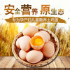 琼艺河南五谷初生鸡蛋10枚装宝宝吃鸡蛋约400克 商品缩略图2