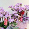 事事顺心 - 粉樱花蝴蝶兰（1盆） 商品缩略图5