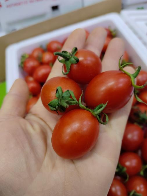 圣女果柿子2斤 商品图1