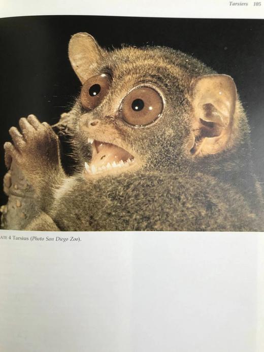 灵长类动物自然史 百余幅插图 精装16开 商品图13