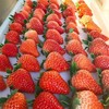 【顺丰空运】正宗丹东东港99奶油大草莓红颜孕妇九九牛奶草莓 新鲜水果 商品缩略图2