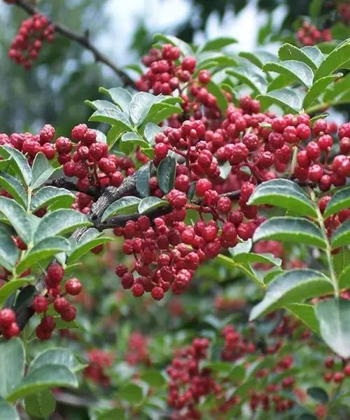 陕西宜川花椒（礼盒）500g/盒 商品图1