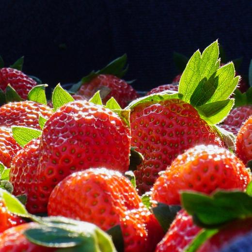 【顺丰包邮】攀枝花露天奶油草莓 红颜奶油新鲜大草莓 当季水果 商品图1