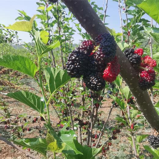 【包邮】生态桑葚原汁 | 有机桑葚 鲜采榨汁  * Mulberry puree 商品图3