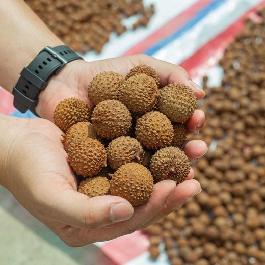 【桂味荔枝干】规格: 500克/袋 ，配料表超干净，只有荔枝！选用茂名桂味荔枝新鲜制作，再经过传统的烘干工艺，桂花香和荔枝香浓。肉厚核小，吃起来就是爽！都是肉！紧实有嚼头，香甜软糯，吃起荔枝味超浓！ 商品图4