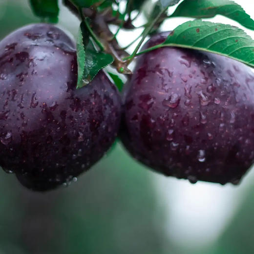 【云南】黑卡苹果（高原日光，纯甜不酸） 商品图1