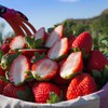 【顺丰包邮】攀枝花露天奶油草莓 红颜奶油新鲜大草莓 当季水果 商品缩略图2