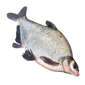 鲜活武昌鱼700g-850g/条