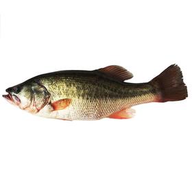 鲜活河鲈鱼约300g-400g/条