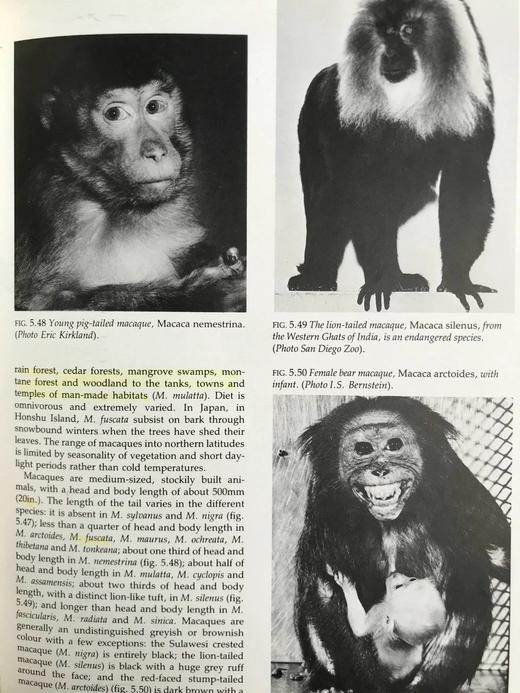 灵长类动物自然史 百余幅插图 精装16开 商品图6