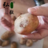 【弘毅六不用生态农场】六不用 土豆5斤/份 （山西基地） 商品缩略图3
