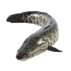 鲜活黑鱼900g-1000g/条