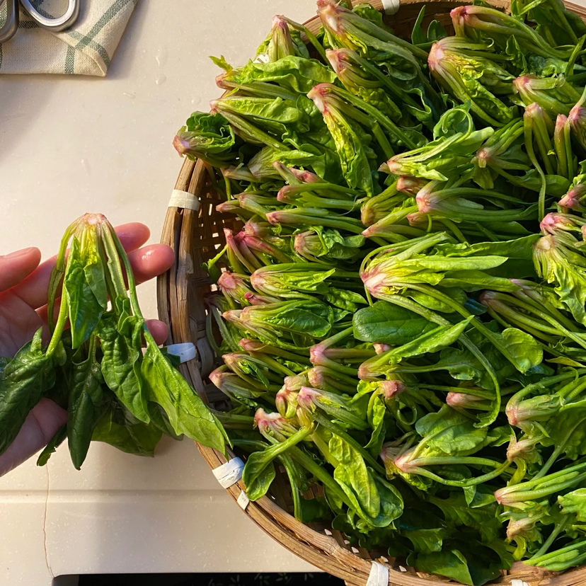 有机矮脚红根趴地菠菜，每年这个季节才有，个头矮小，口感清甜鲜！产量不高，市面上很难买到！一份1斤
