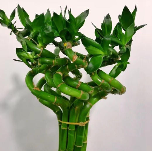 转运竹 商品图4