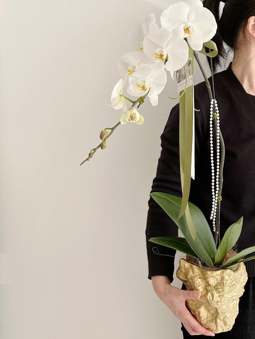 [ 蝶舞仙姿 ] 蝴蝶兰盆栽 商品图1