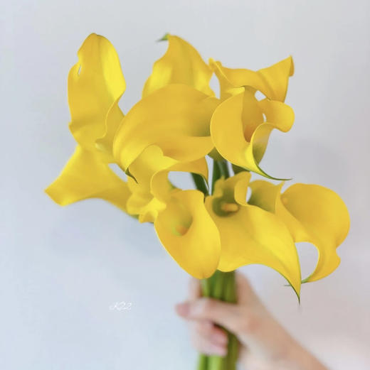 国产马蹄莲-【黄色】 商品图0