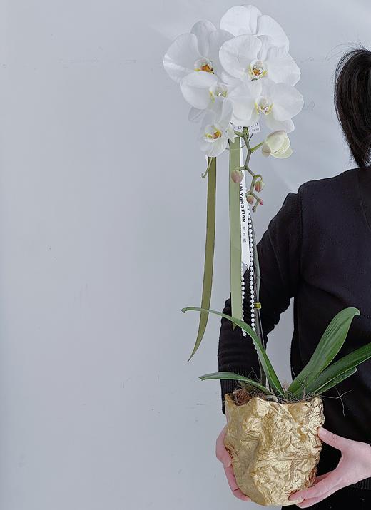 [ 蝶舞仙姿 ] 蝴蝶兰盆栽 商品图0