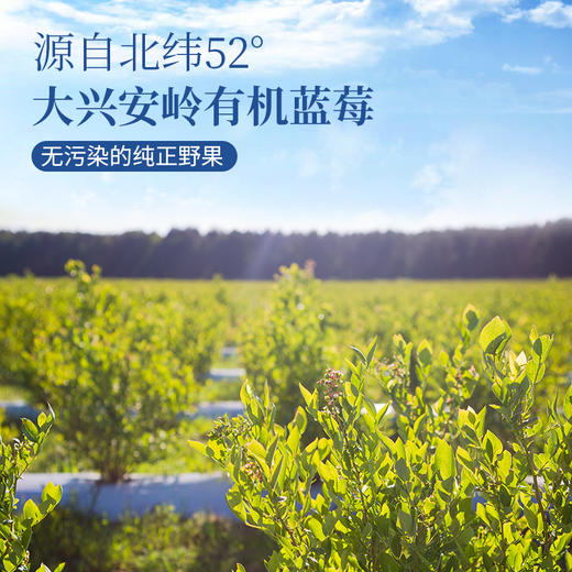 【超模君精选 通过711项检测】圣牧源选 有机野生蓝莓原浆30ml*7袋*2盒 源选检测 1袋≈60颗野生蓝莓 商品图4