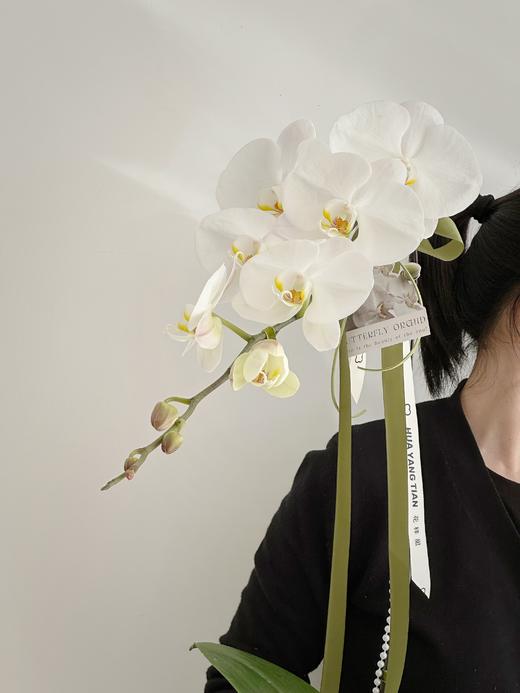 [ 蝶舞仙姿 ] 蝴蝶兰盆栽 商品图2