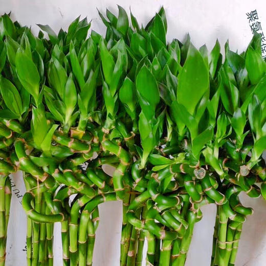 转运竹 商品图1