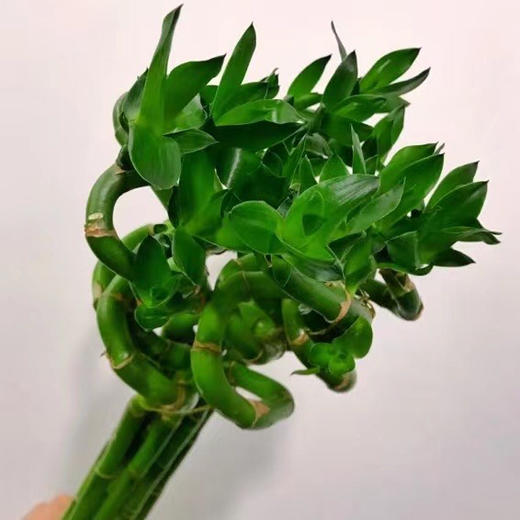 转运竹 商品图0