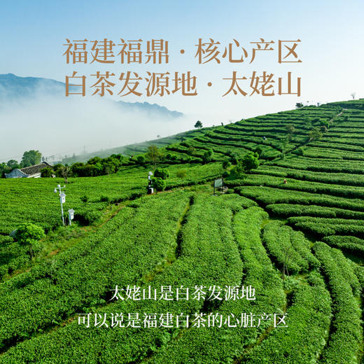 过年就送状元白茶，好意头！来自核心产区太姥山，中国制茶大师亲制，限时拍2发3！ 商品图5