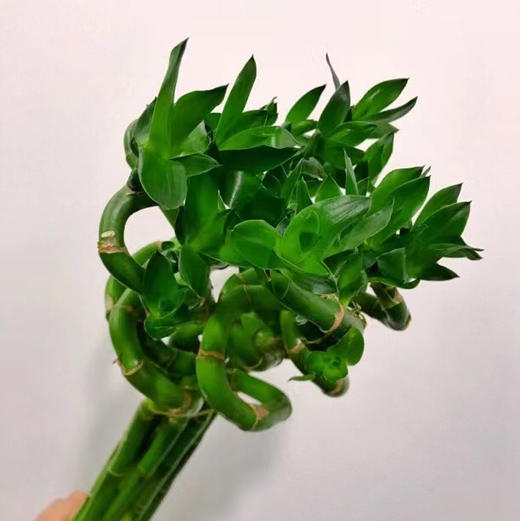 转运竹 商品图2