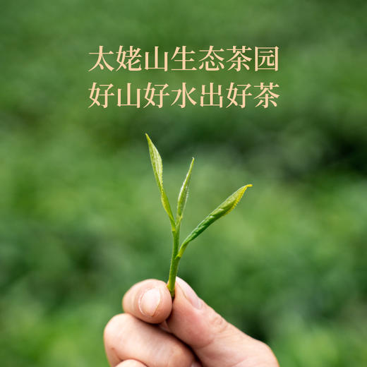过年就送状元白茶，好意头！来自核心产区太姥山，中国制茶大师亲制，限时拍2发3！ 商品图8