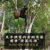 2024春茶-古300系列《曼松》春茶生饼2499克/提 买1提送1饼 商品缩略图4