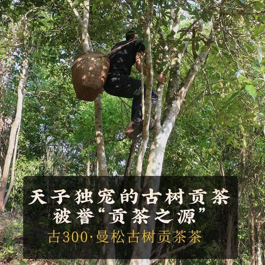 2024春茶-古300系列《曼松》春茶生饼2499克/提 买1提送1饼 商品图4