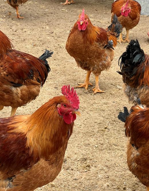 【正宗散养溜达有机食蔬喂养大公鸡】【当日杀当天发货】 商品图7