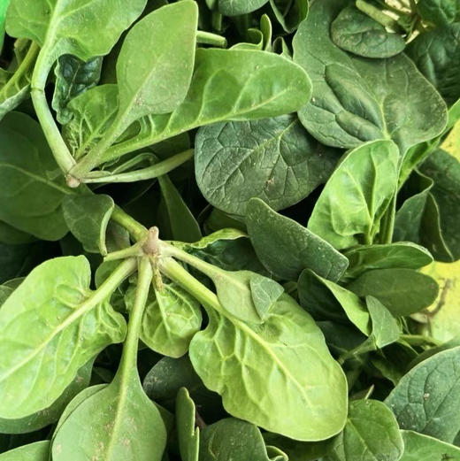 有机矮脚红根趴地菠菜，每年这个季节才有，个头矮小，口感清甜鲜！产量不高，市面上很难买到！一份1斤 商品图4