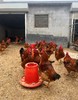 【正宗散养溜达有机食蔬喂养大公鸡】【当日杀当天发货】 商品缩略图6
