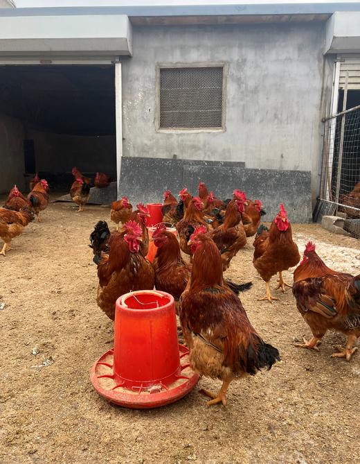 【正宗散养溜达有机食蔬喂养大公鸡】【当日杀当天发货】 商品图6