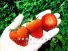 【口感香浓】红颜巧克力草莓🍓（11-15枚/盒大果） 商品缩略图3
